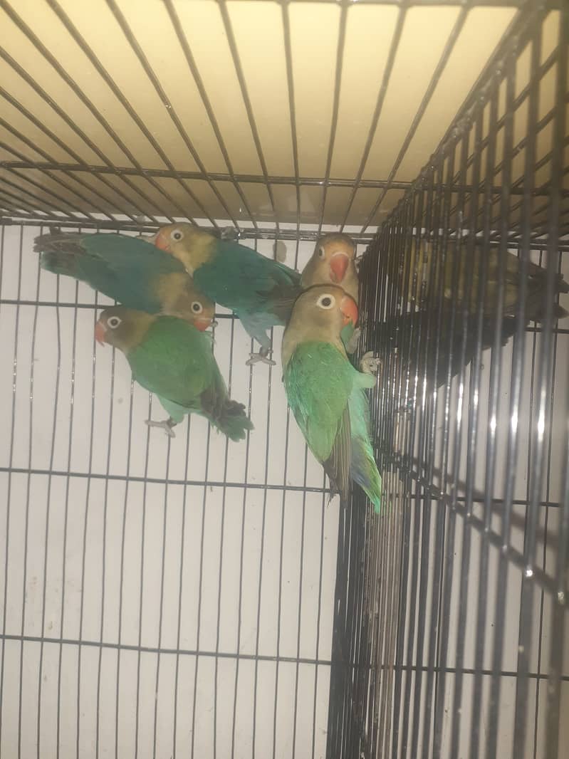 Love birds for sale argent 1