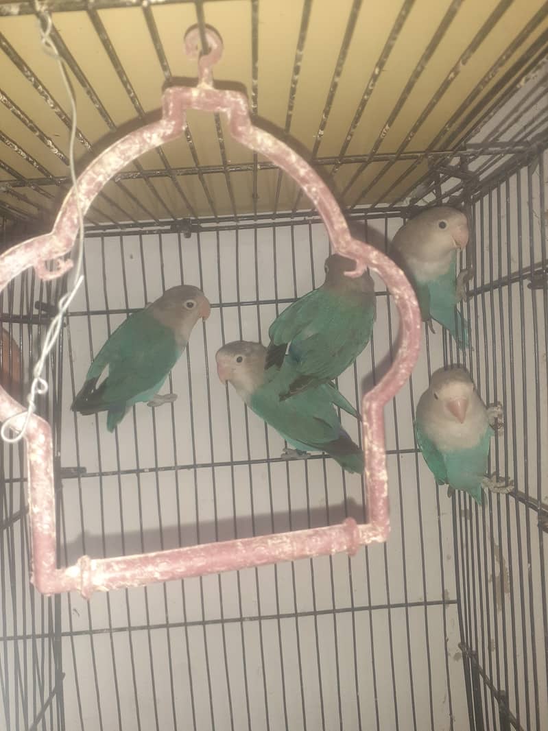 Love birds for sale argent 2