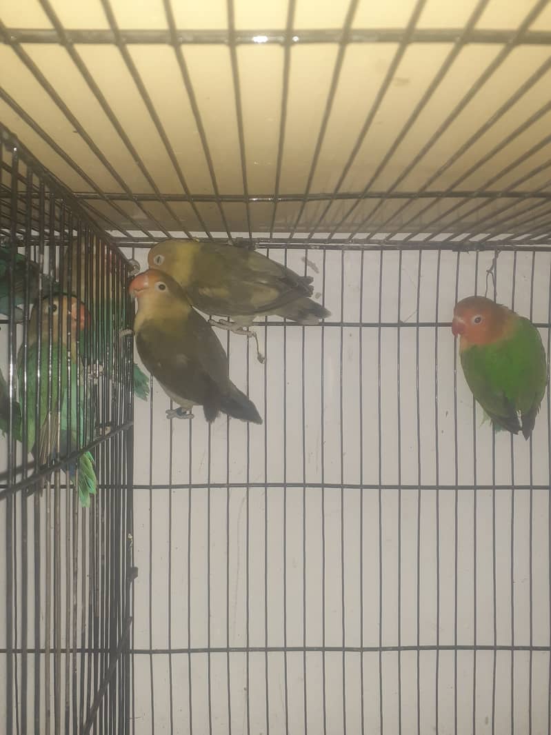 Love birds for sale argent 4