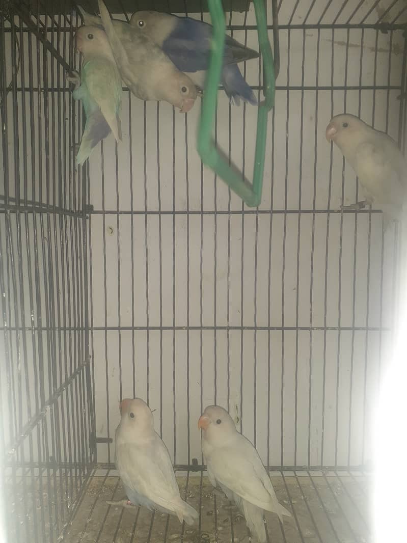 Love birds for sale argent 7