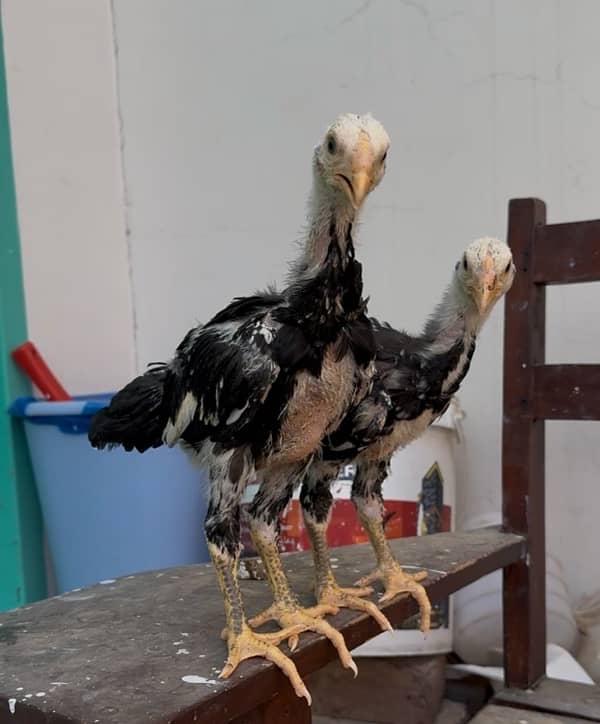 german black o shamo chicks purity guaranteed near 2 months 2