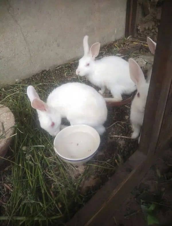 One Pair of Pure White Rabbit with red eyes 0