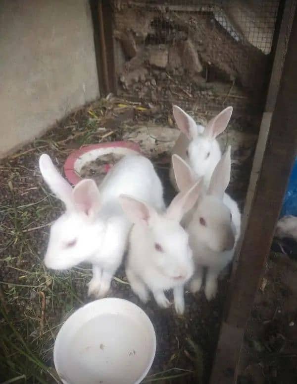 One Pair of Pure White Rabbit with red eyes 1