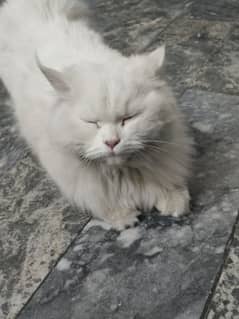 Bella