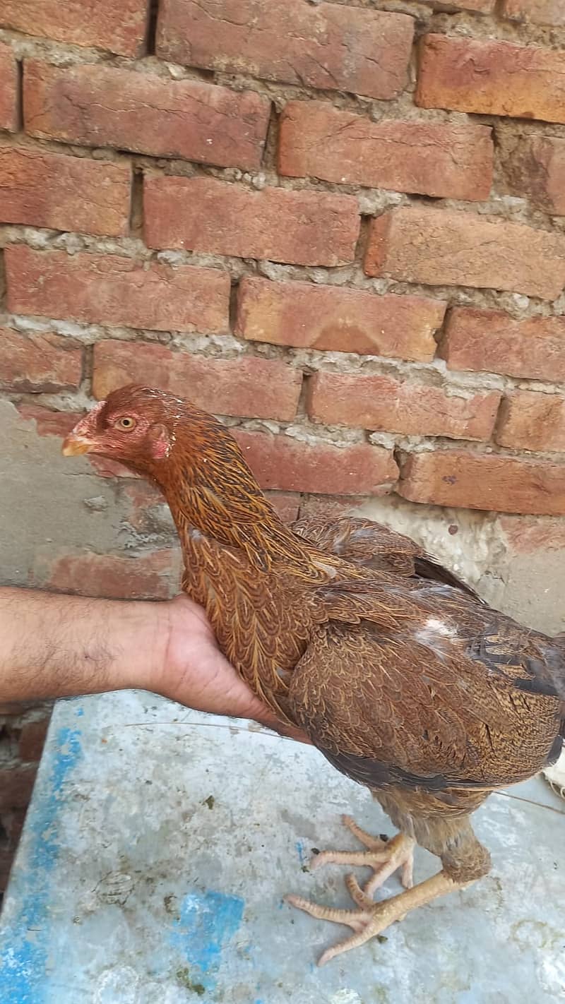 Aseel Kandari | Pair | اصیل | hens | Aseel kandari hens For Sale 1