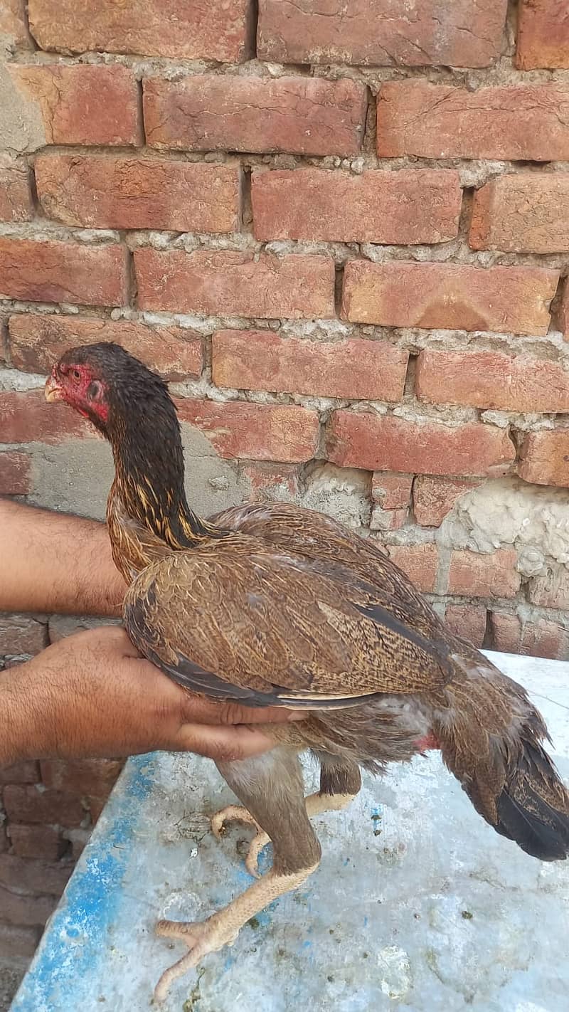 Aseel Kandari | Pair | اصیل | hens | Aseel kandari hens For Sale 3