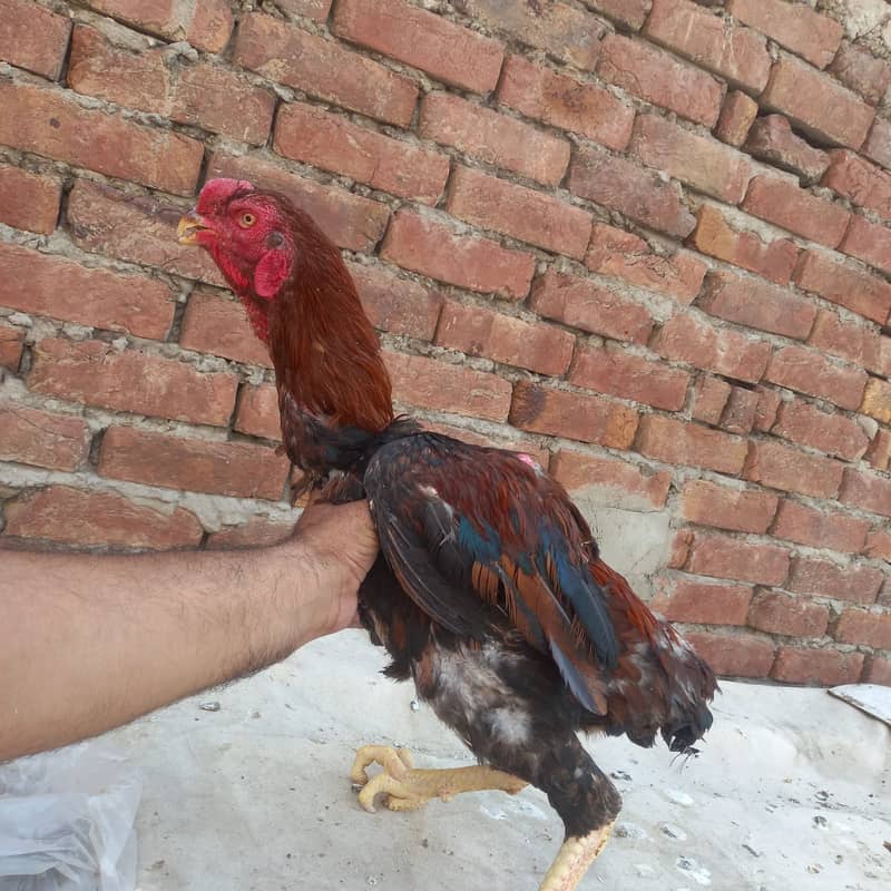 Aseel Kandari | Pair | اصیل | hens | Aseel kandari hens For Sale 4
