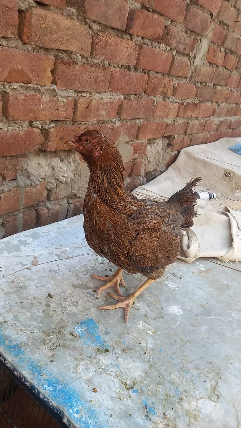 Aseel Kandari | Pair | اصیل | hens | Aseel kandari hens For Sale 5