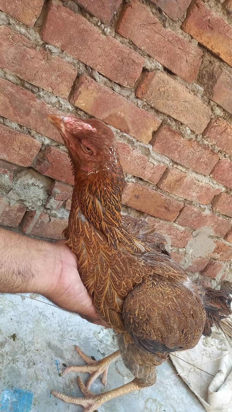 Aseel Kandari | Pair | اصیل | hens | Aseel kandari hens For Sale 6