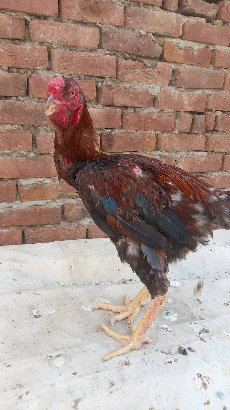 Aseel Kandari | Pair | اصیل | hens | Aseel kandari hens For Sale 7