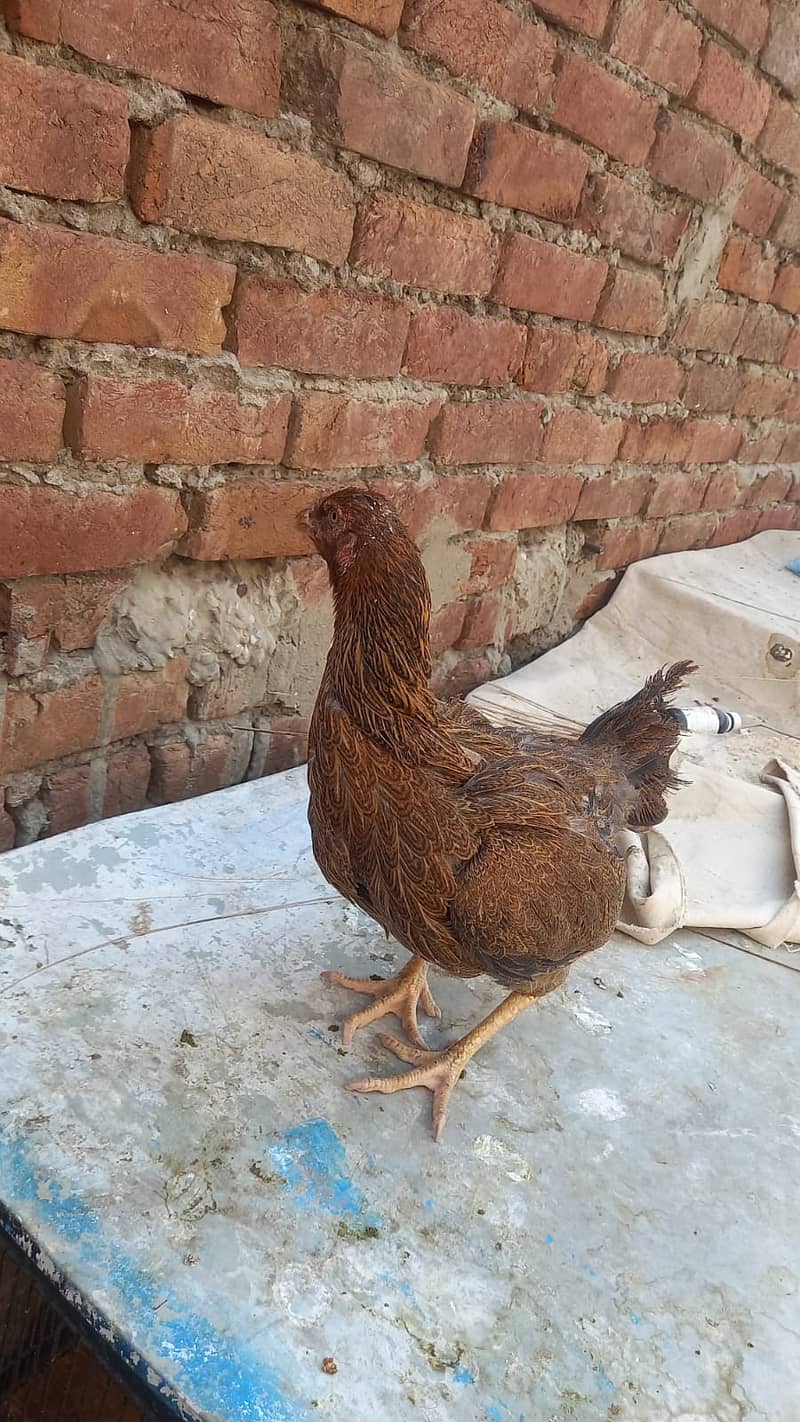 Aseel Kandari | Pair | اصیل | hens | Aseel kandari hens For Sale 8