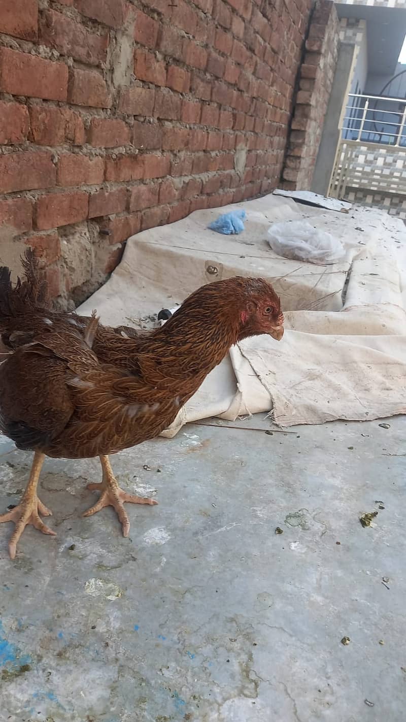 Aseel Kandari | Pair | اصیل | hens | Aseel kandari hens For Sale 10