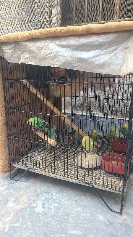 parrot for sale and pinjra bhi sath 0