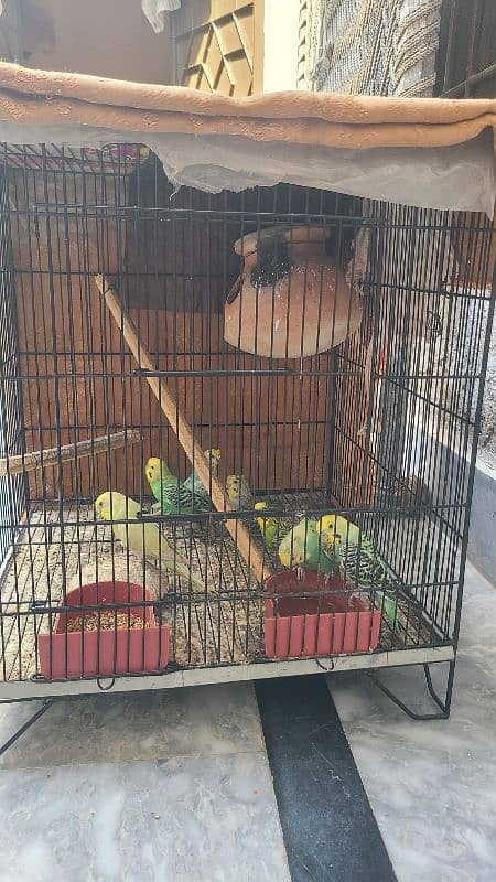 parrot for sale and pinjra bhi sath 2
