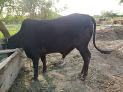 3 qurbani KY bachray