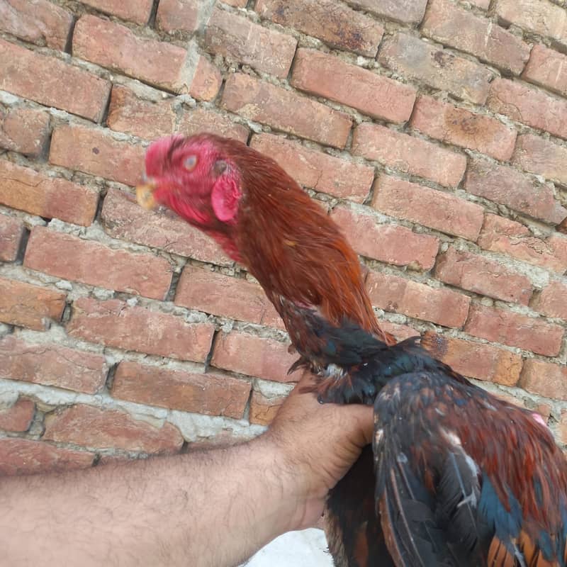 Aseel Kandari | Pair | اصیل | hens | Aseel kandari hens For Sale 0