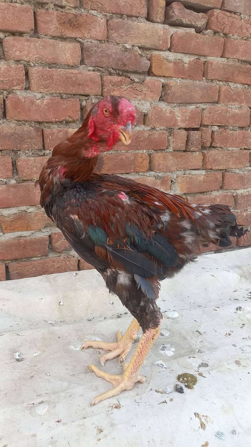 Aseel Kandari | Pair | اصیل | hens | Aseel kandari hens For Sale 2