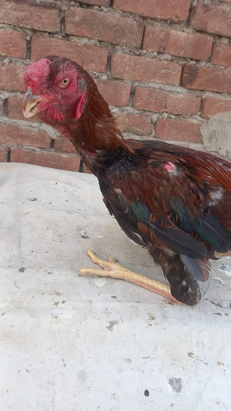 Aseel Kandari | Pair | اصیل | hens | Aseel kandari hens For Sale 9