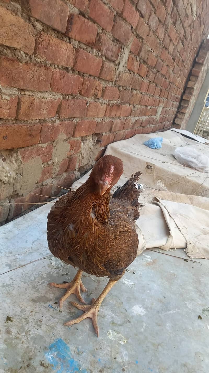 Aseel Kandari | Pair | اصیل | hens | Aseel kandari hens For Sale 11