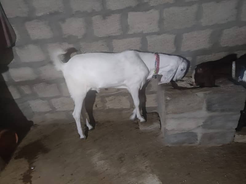 KHASSI BAKRA 4 DANT KA AVAILABLE FOR SALE 0