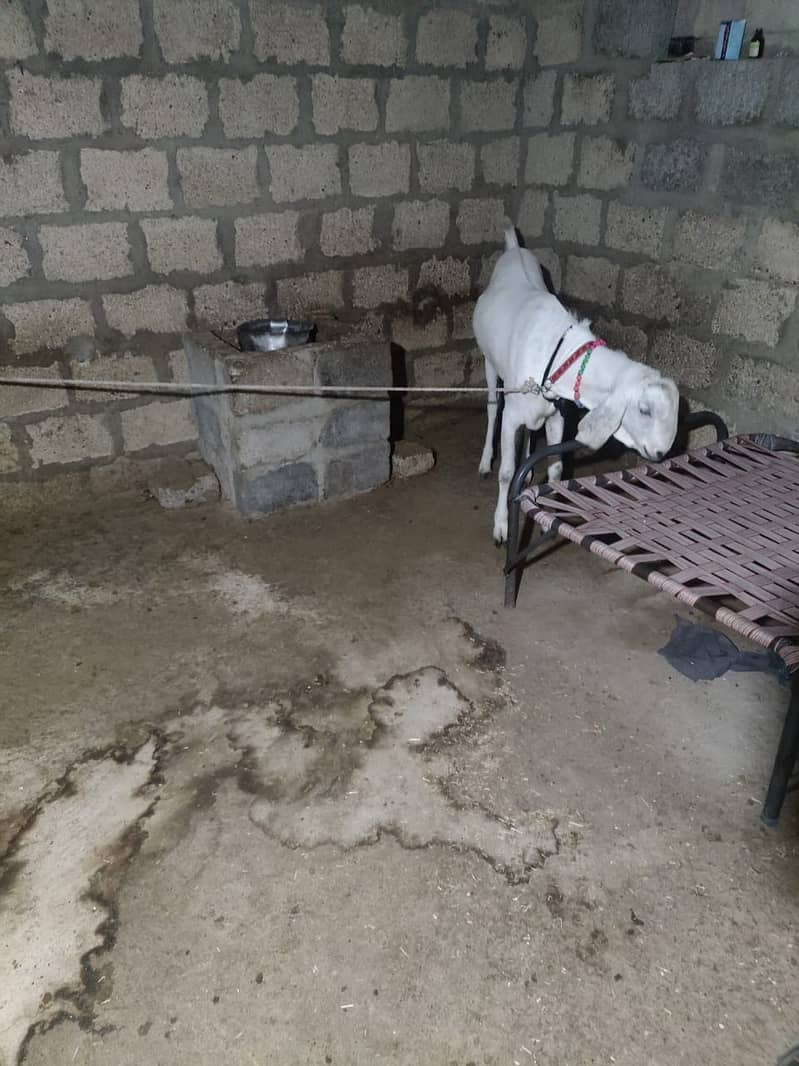 KHASSI BAKRA 4 DANT KA AVAILABLE FOR SALE 1