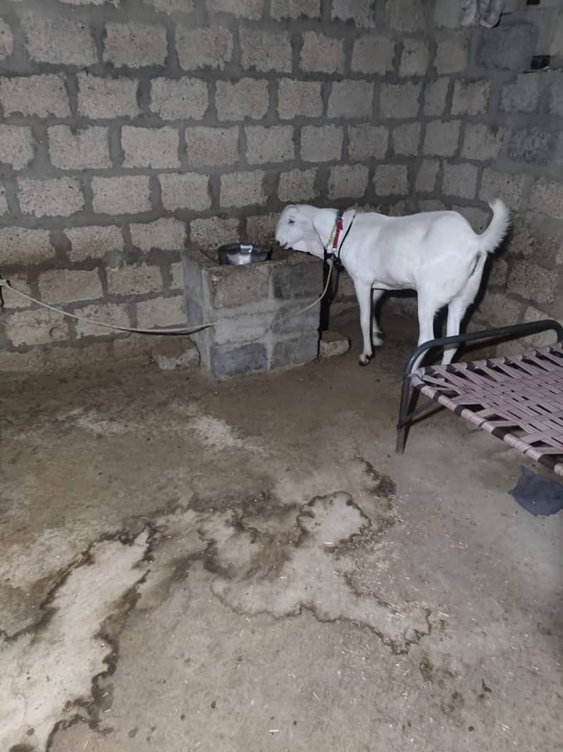 KHASSI BAKRA 4 DANT KA AVAILABLE FOR SALE 4