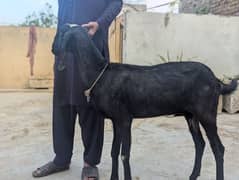 bakri