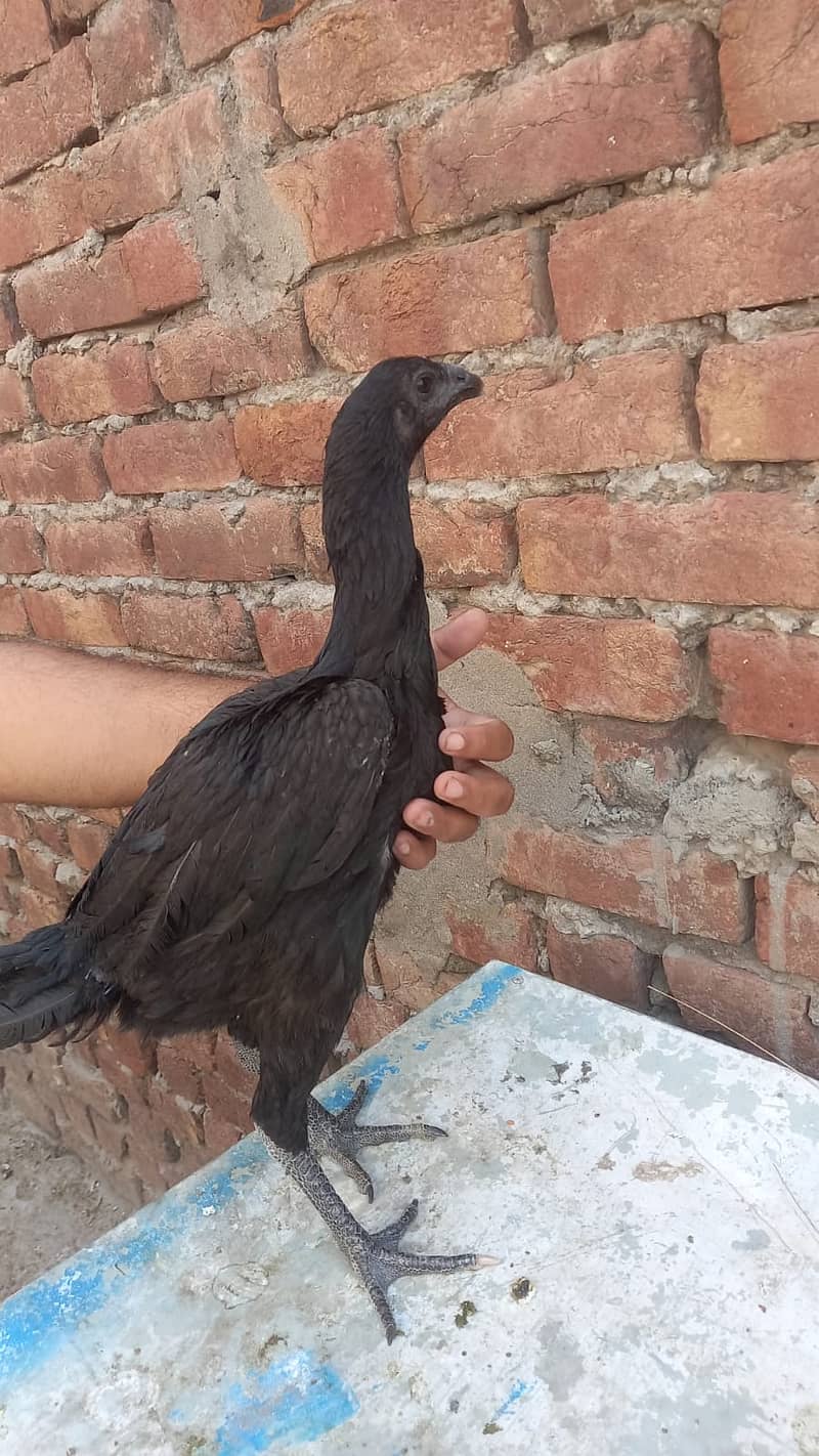 Aseel Dragon pair | chicks | Pair | Aseel Dragon hens For Sale 1