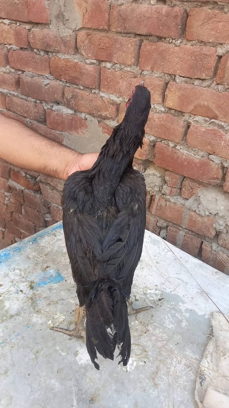 Aseel Dragon pair | chicks | Pair | Aseel Dragon hens For Sale 2
