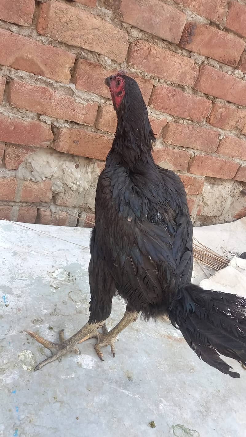 Aseel Dragon pair | chicks | Pair | Aseel Dragon hens For Sale 3