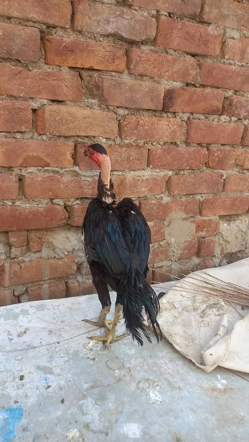 Aseel Dragon pair | chicks | Pair | Aseel Dragon hens For Sale 4
