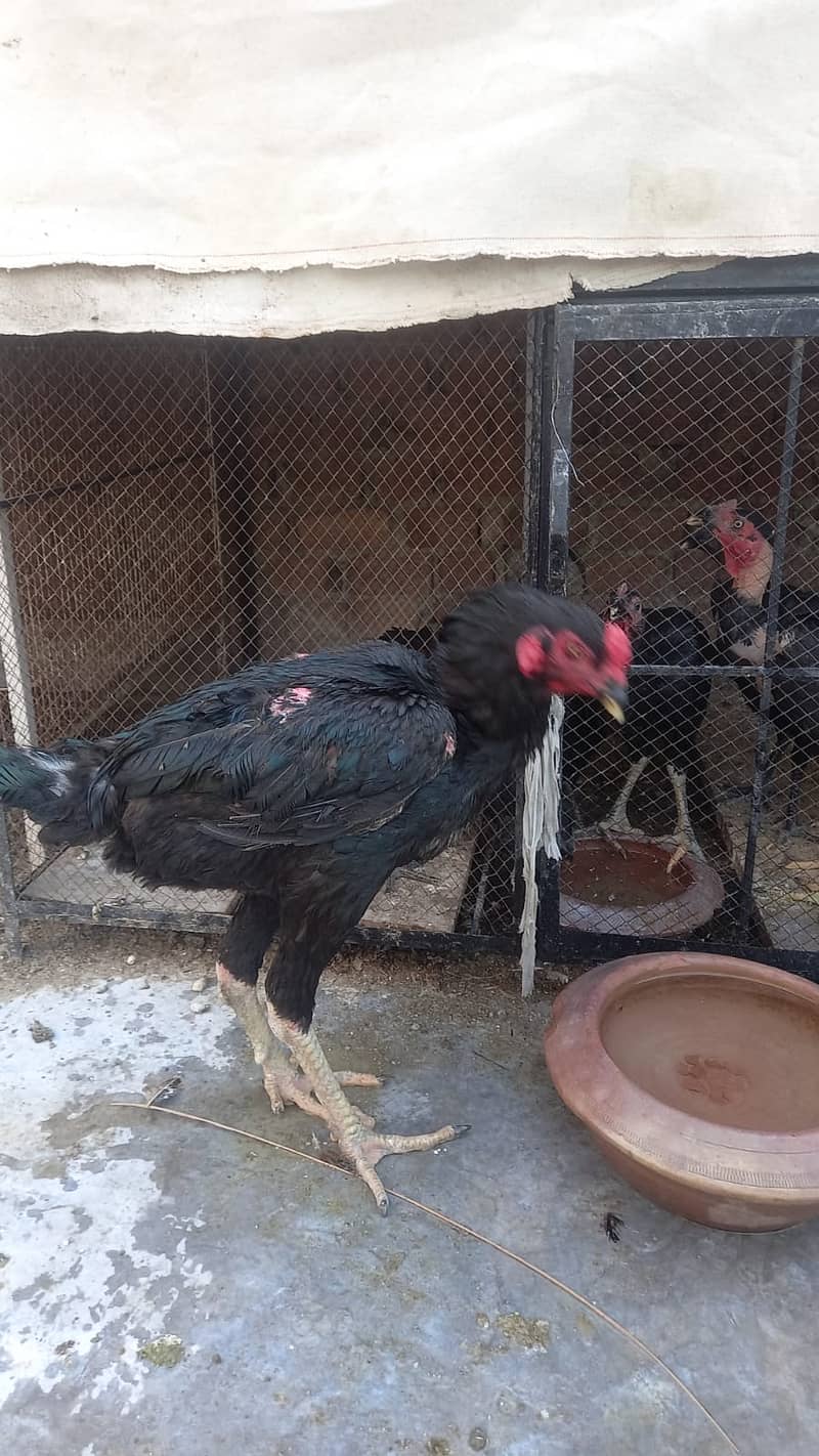 Aseel Dragon pair | chicks | Pair | Aseel Dragon hens For Sale 5