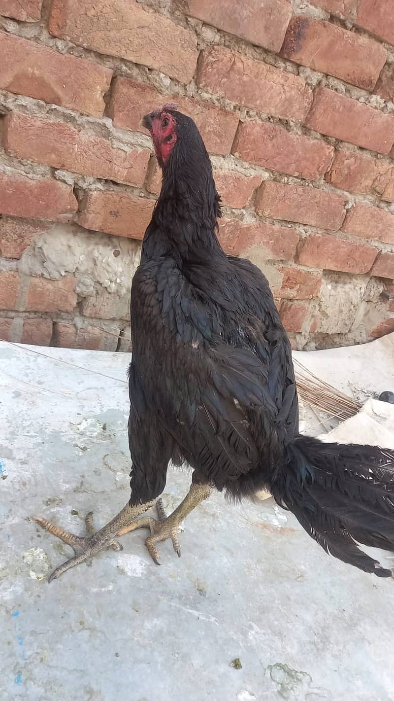 Aseel Dragon pair | chicks | Pair | Aseel Dragon hens For Sale 6