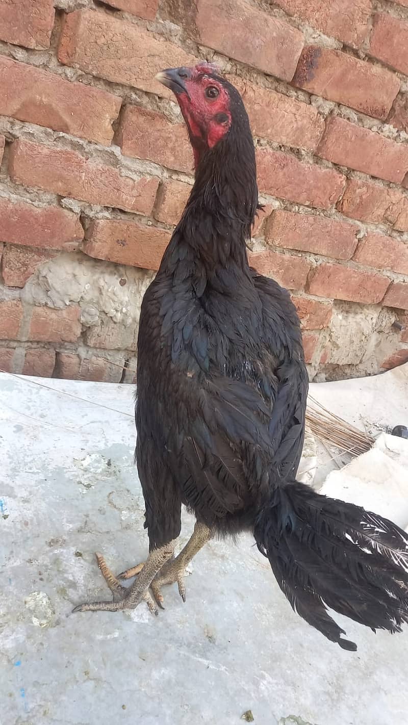 Aseel Dragon pair | chicks | Pair | Aseel Dragon hens For Sale 7