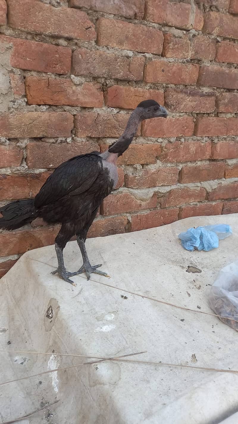 Aseel Dragon pair | chicks | Pair | Aseel Dragon hens For Sale 8