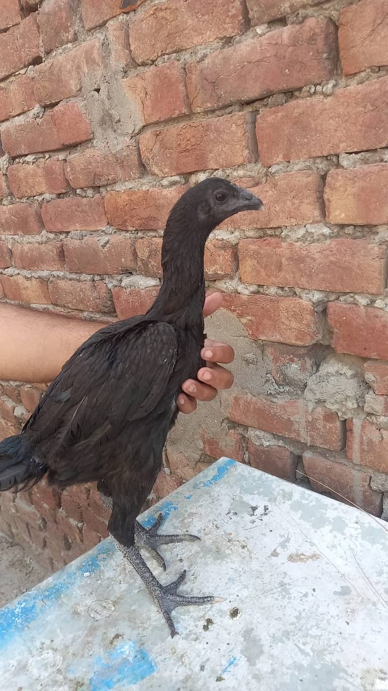 Aseel Dragon pair | chicks | Pair | Aseel Dragon hens For Sale 9
