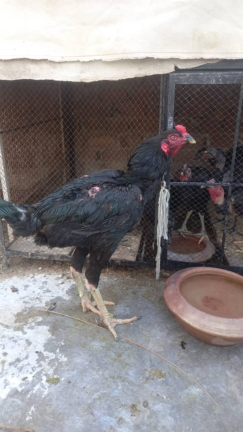 Aseel Dragon pair | chicks | Pair | Aseel Dragon hens For Sale 10