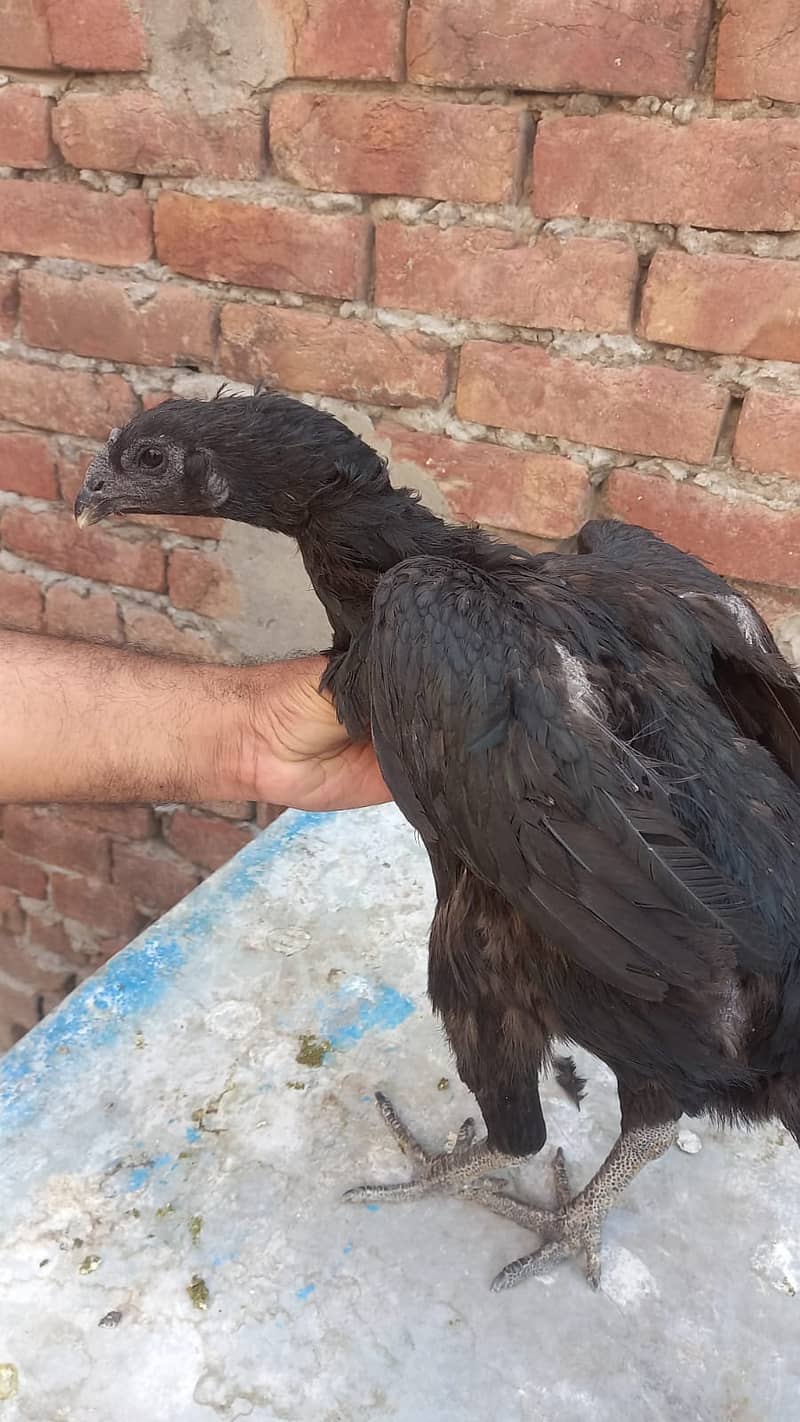 Aseel Dragon pair | chicks | Pair | Aseel Dragon hens For Sale 11