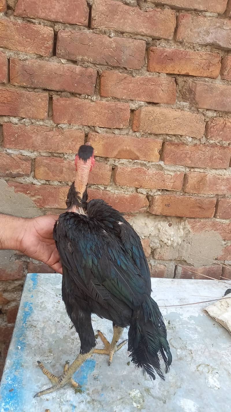 Aseel Dragon pair | chicks | Pair | Aseel Dragon hens For Sale 12