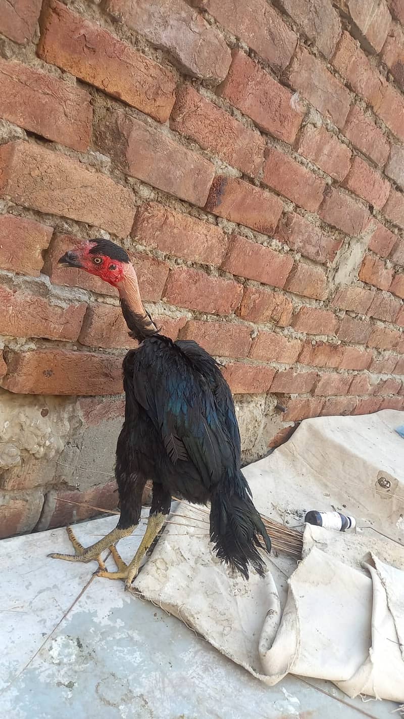 Aseel Dragon pair | chicks | Pair | Aseel Dragon hens For Sale 13