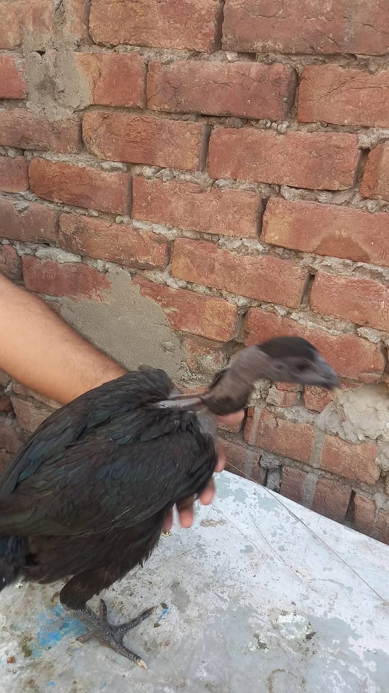Aseel Dragon pair | chicks | Pair | Aseel Dragon hens For Sale 14