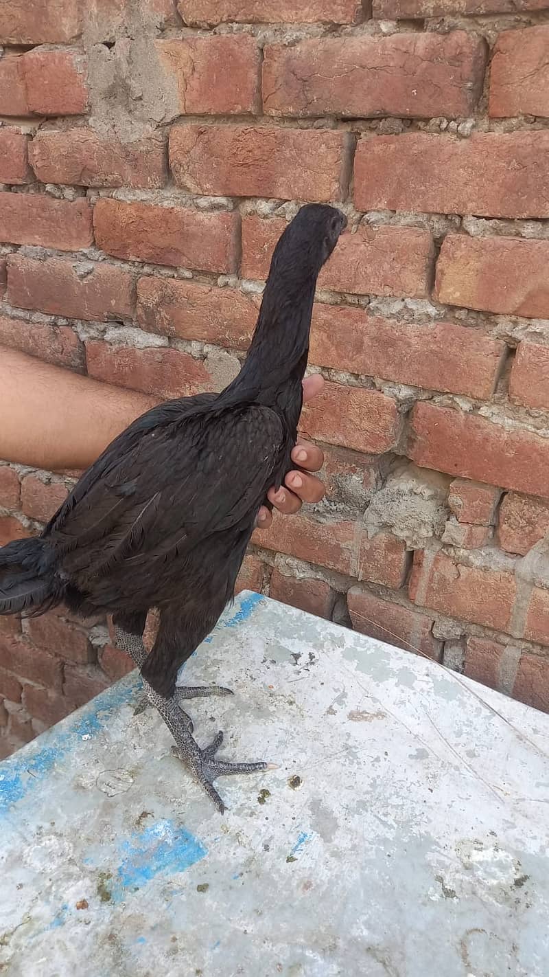 Aseel Dragon pair | chicks | Pair | Aseel Dragon hens For Sale 16