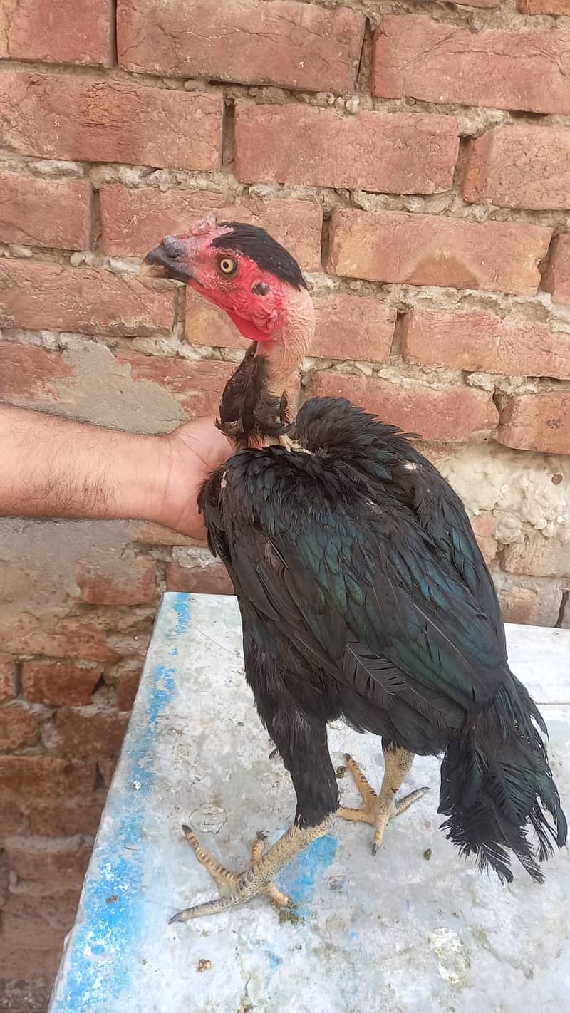 Aseel Dragon pair | chicks | Pair | Aseel Dragon hens For Sale 17