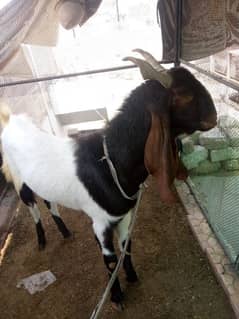 bakra