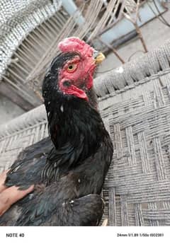 Shamoo Patha For Sale High Quality