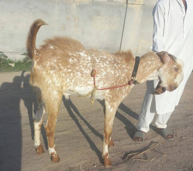 Male goat sahiwal breed series buyer contact me 03005074983 0