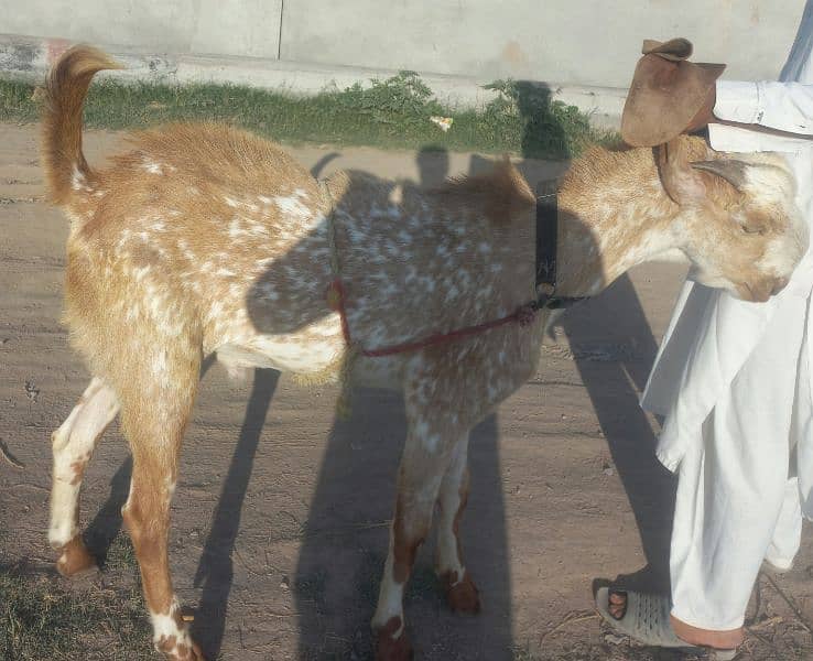Male goat sahiwal breed series buyer contact me 03005074983 1