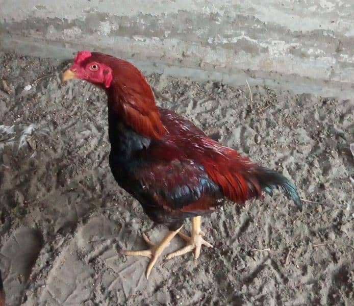 aseel murga or Kirk murgian 0