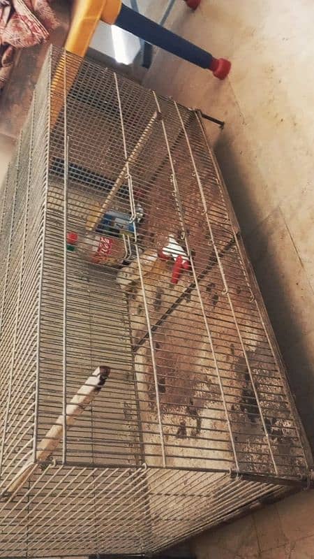 Birds Cage 1