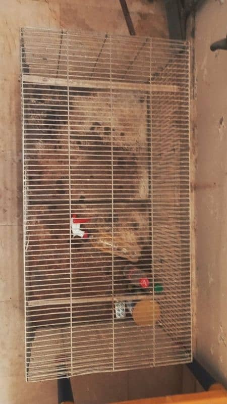 Birds Cage 4